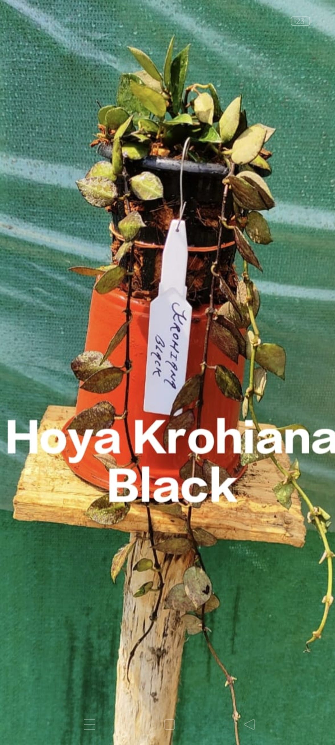 Hoya Krohniana Black
