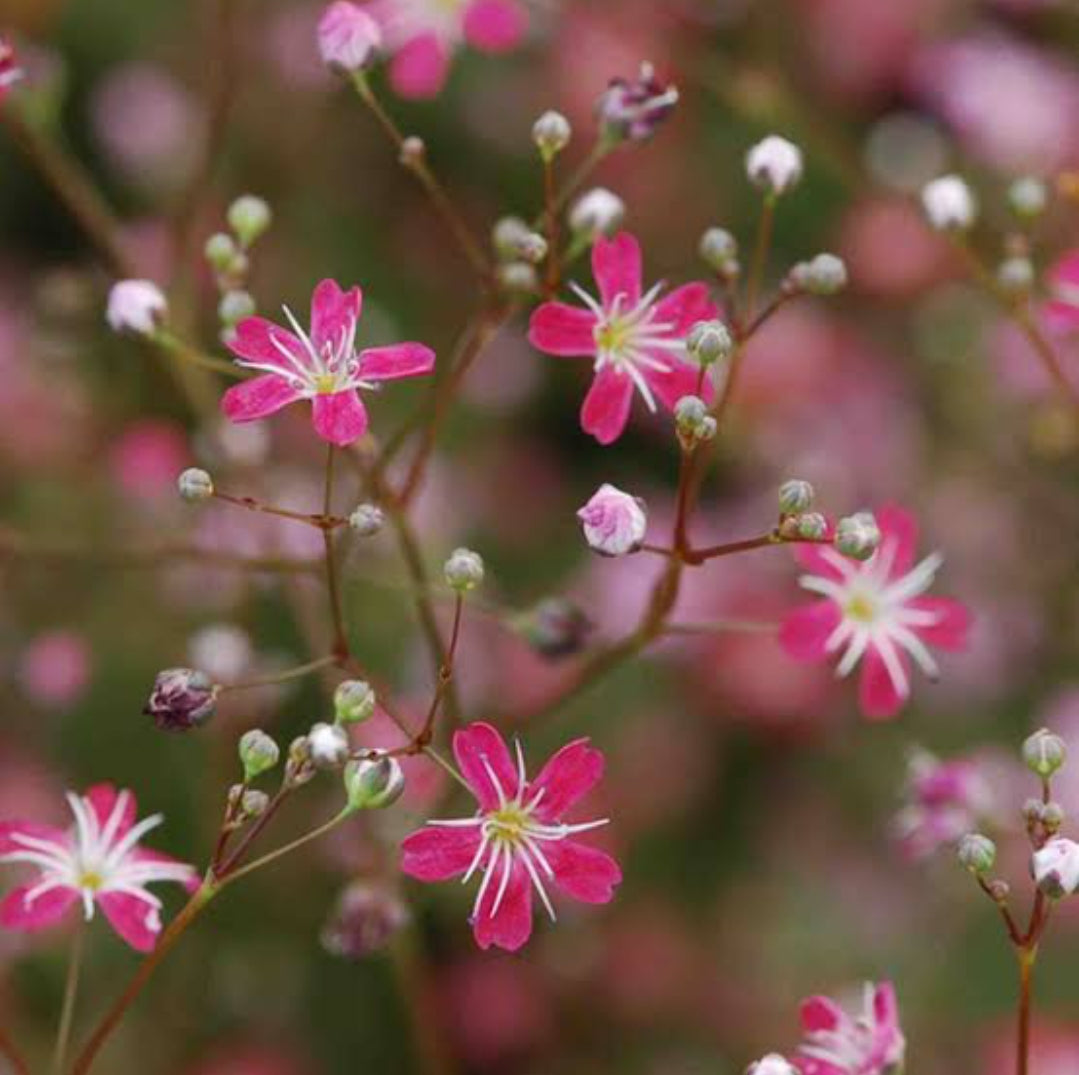 Gypsophila Carmine winter Flower seeds