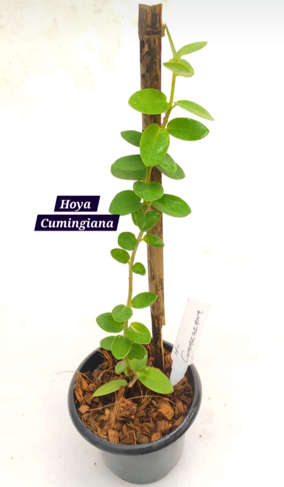 Hoya Cumingiana