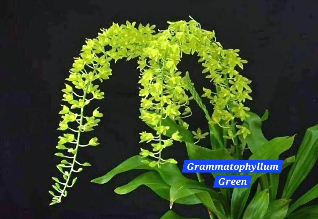Grammatophyllum Orchid ( pack of 2)