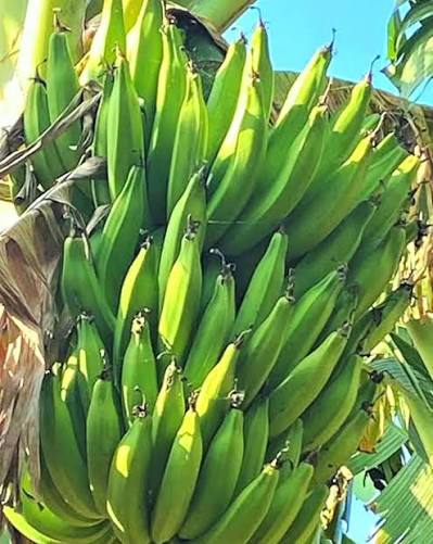 Perumpadali banana fruit plant|traditional banana varieties