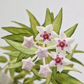 Hoya Bella (Veriegated)