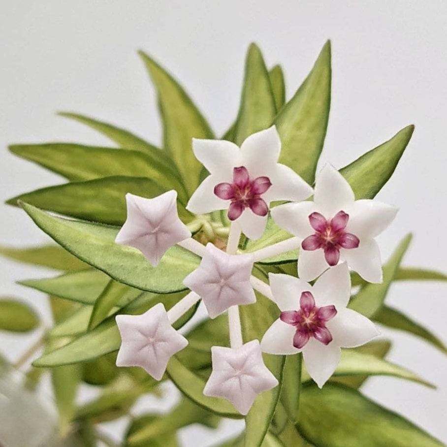 Hoya Bella (Veriegated)
