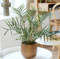 Philodendron Tortum plant (Node Plant Indoor)