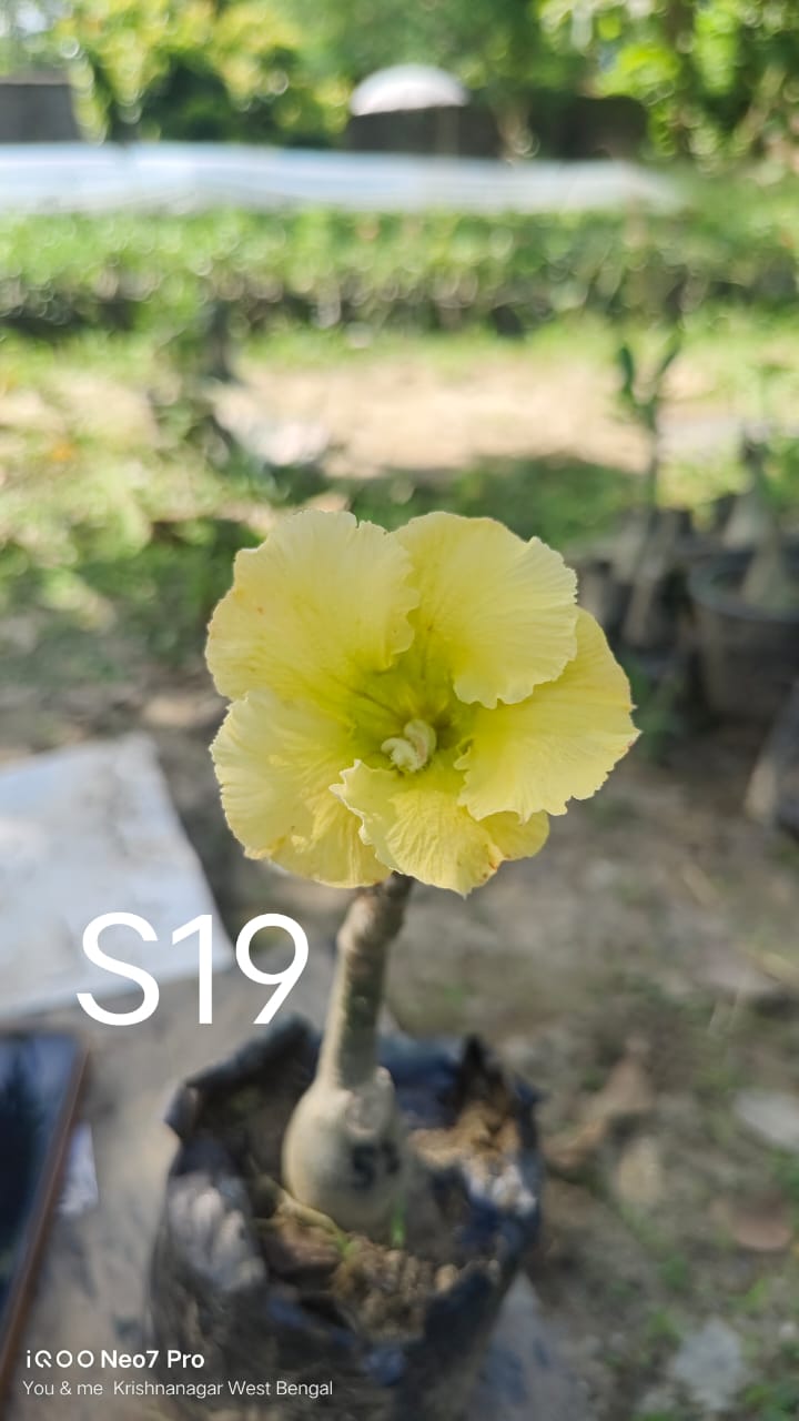 Adenium plant (desert rose)light yellow colour flower