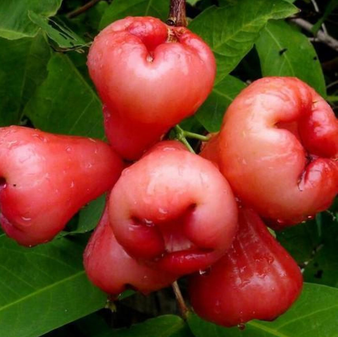 Water Apple fruit plant