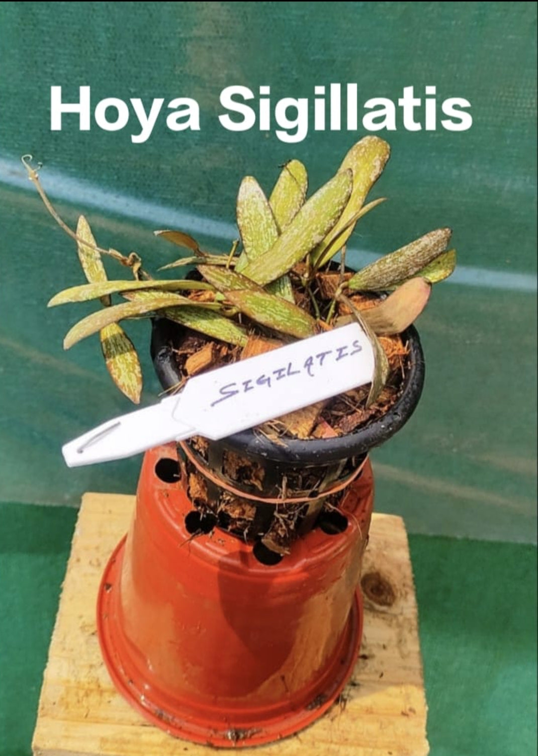 Hoya Sigillatis