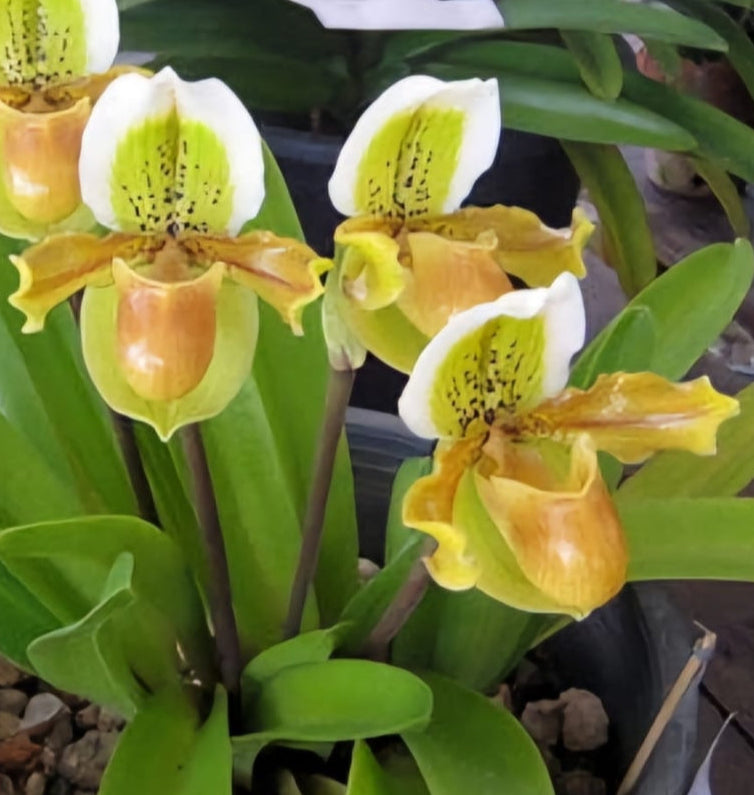 Paphiopedilum Exul