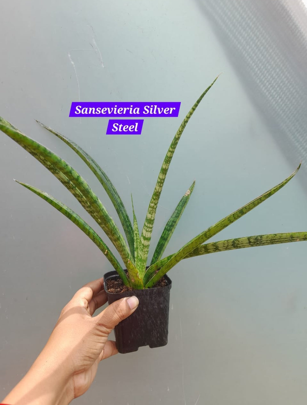 plants of steel sansevieria Sensevieria Silver Steel – ASHIYANA STORE
