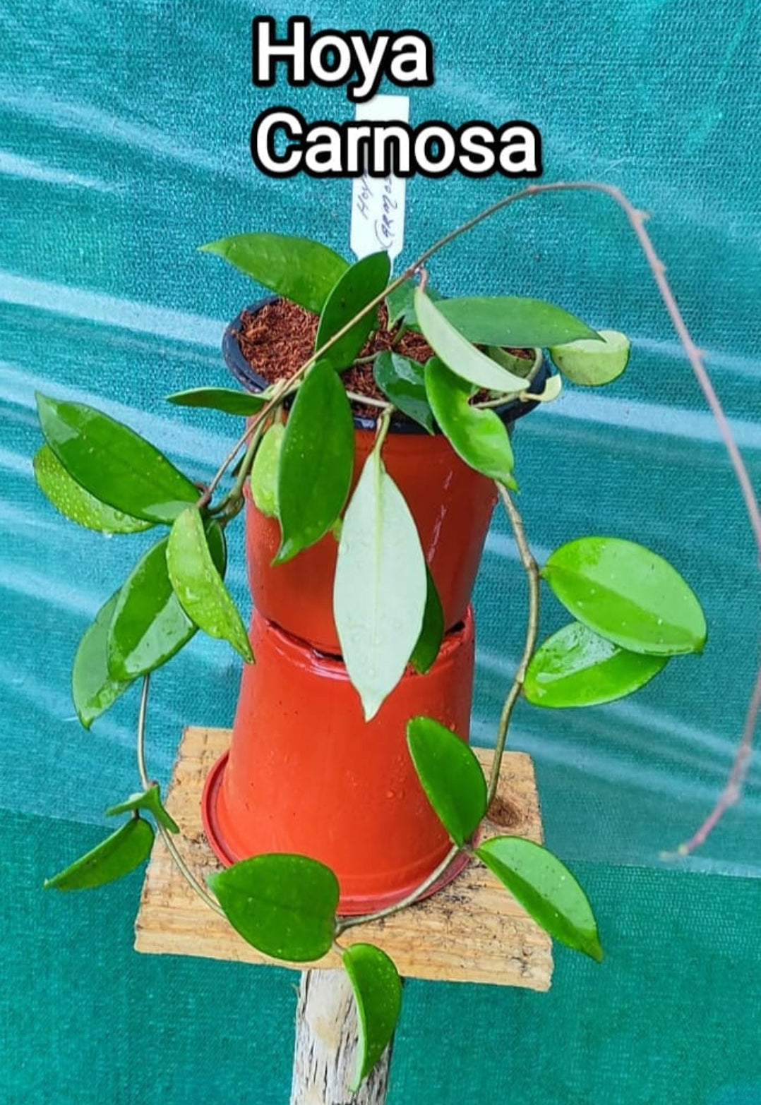 Hoya Rosarioae