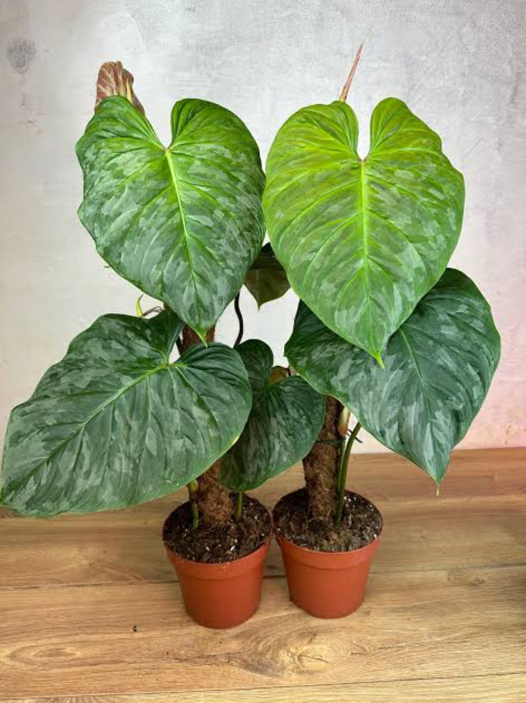 philodendron majestic care Philodendron Majestic Plant – ASHIYANA STORE
