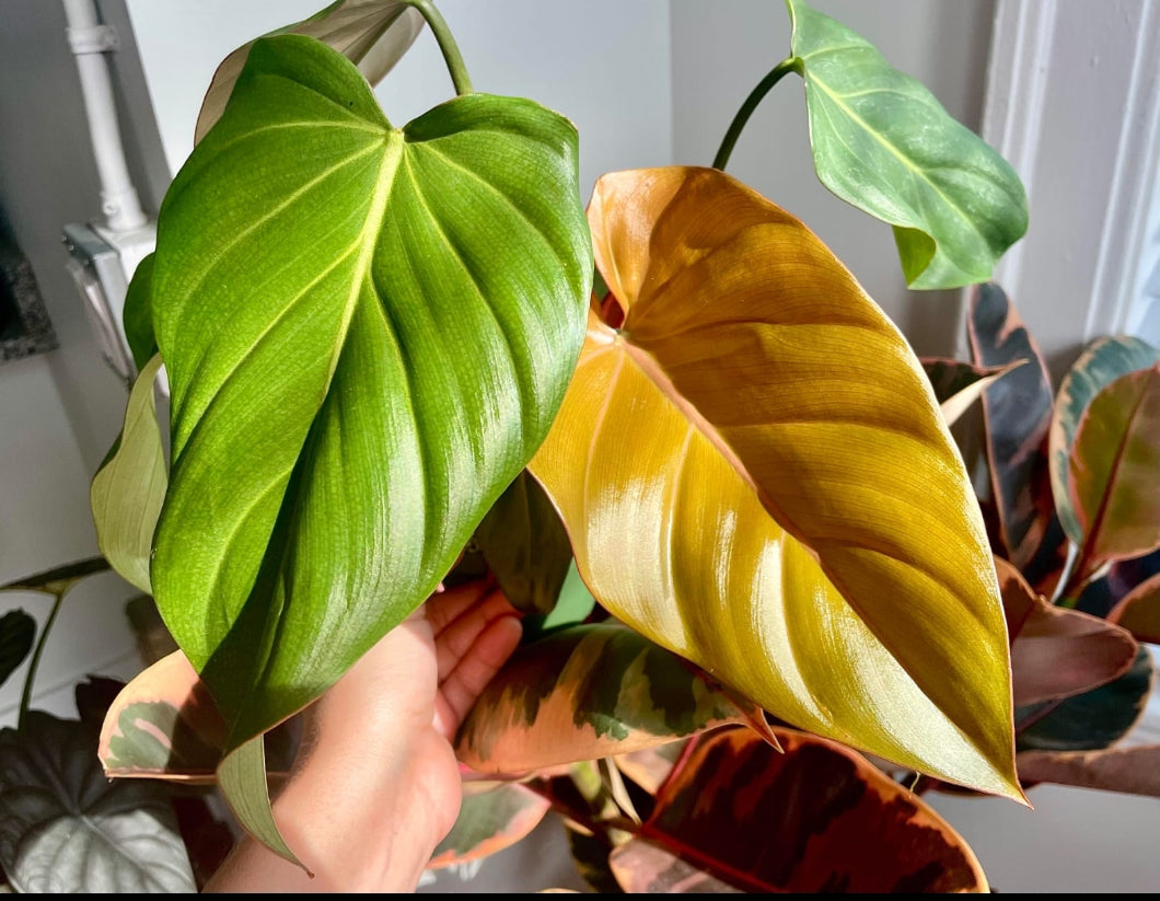 philodendron morning glory Summer Glory Philodendron plant – ASHIYANA STORE