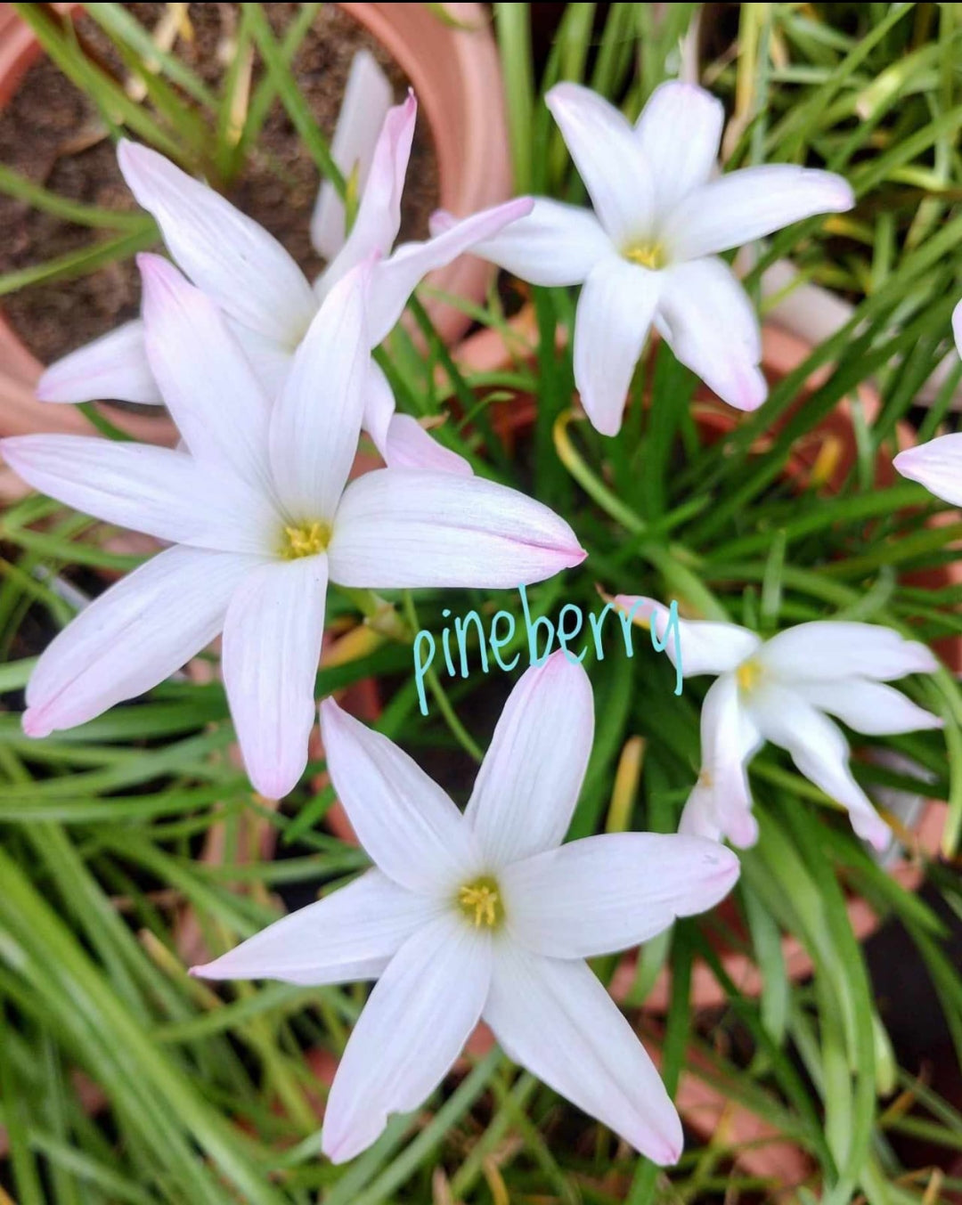 white berry lily Pine berry rain Lily bulb – ASHIYANA STORE