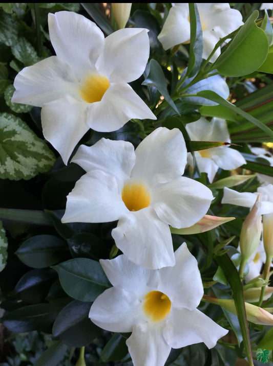 Mandevilla White Flower Plant | White Flowering Climber for Pots & Walls