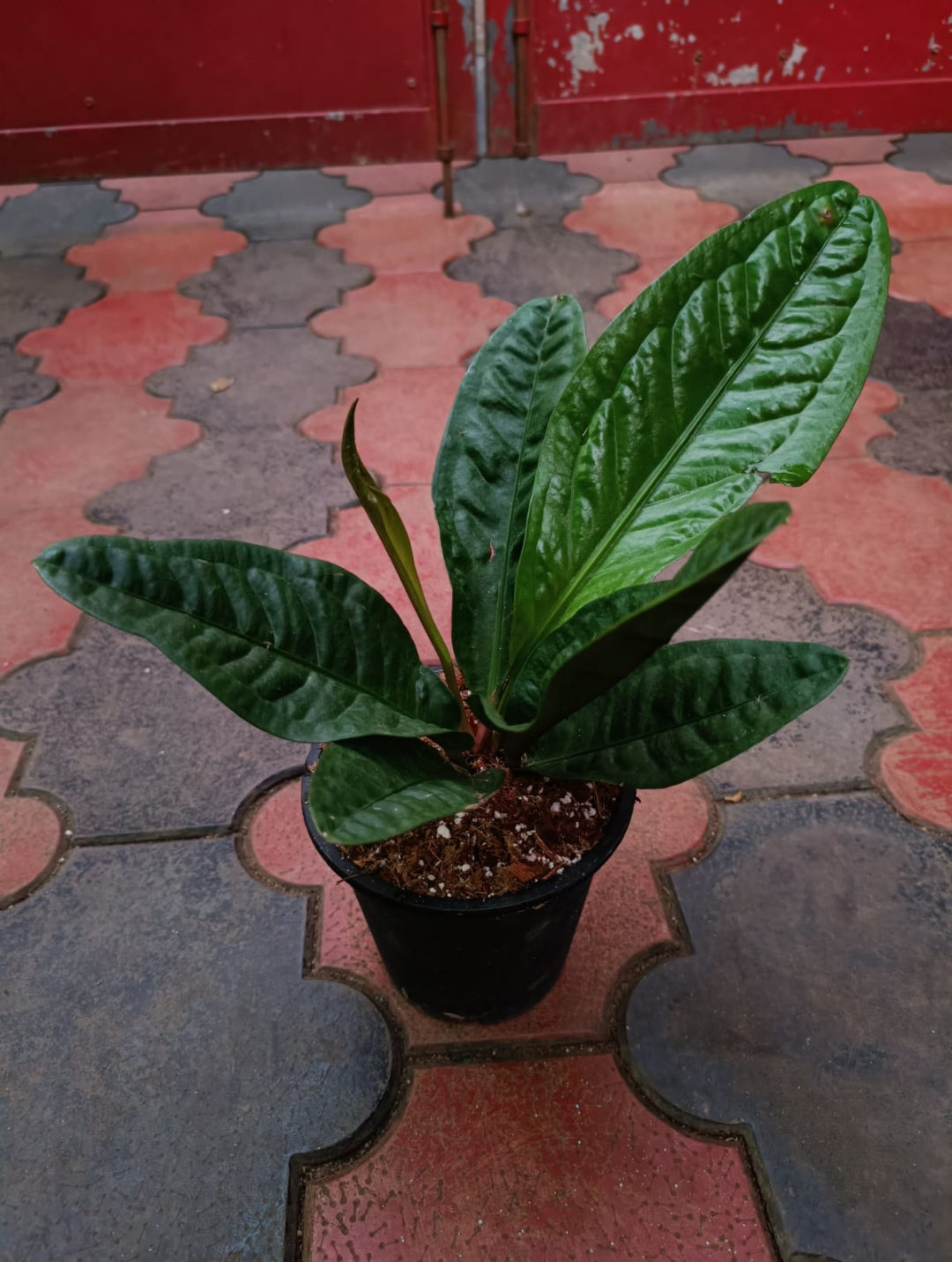Anthurium Superbum Narrow Farm (Semishade plant)