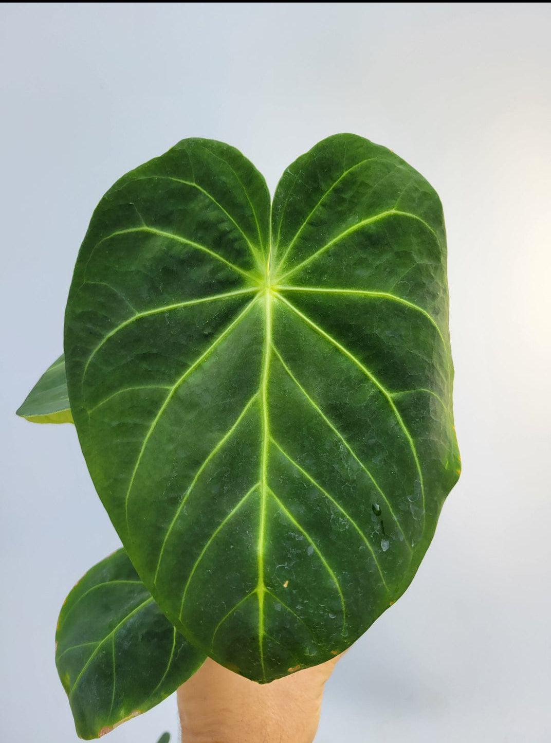 anthurium hoffmani Anthurium Hoffmani x magnificum Plant (Semishade) – ASHIYANA STORE