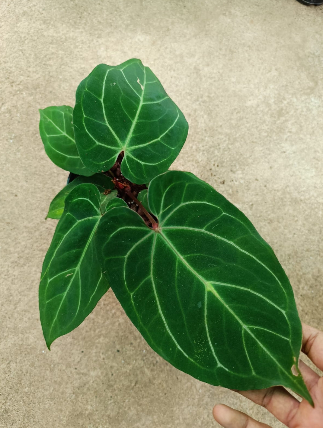 anthurium crystallinum & 39 Anthurium Dressleri x Red Crystallinum plant (Semishade) – ASHIYANA STORE