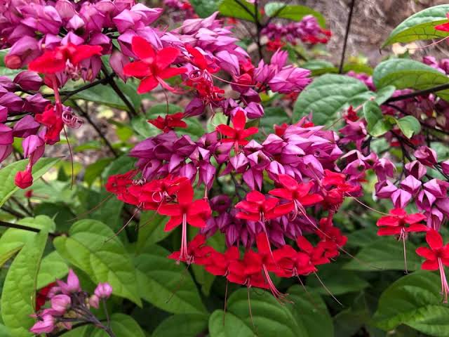 Red Bleeding heart vine