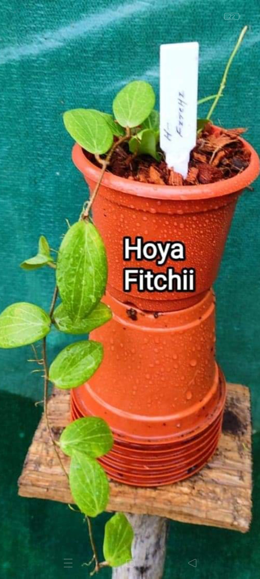Hoya Fitchii
