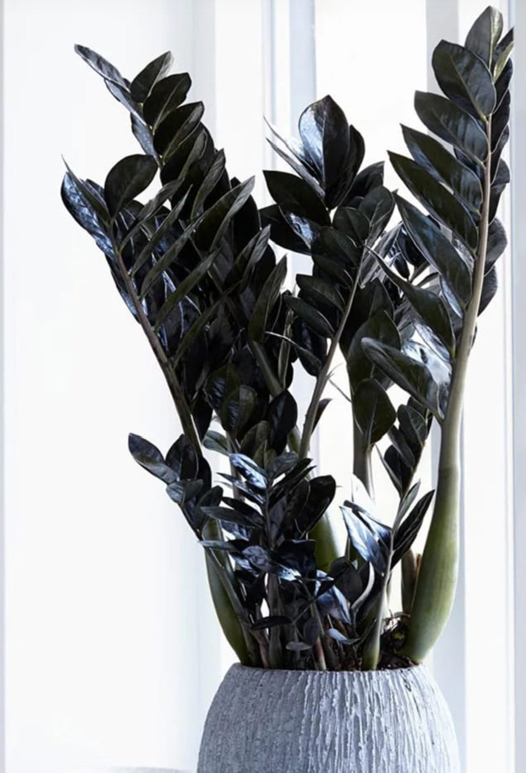 black zz plant price Black zz plant – ASHIYANA STORE