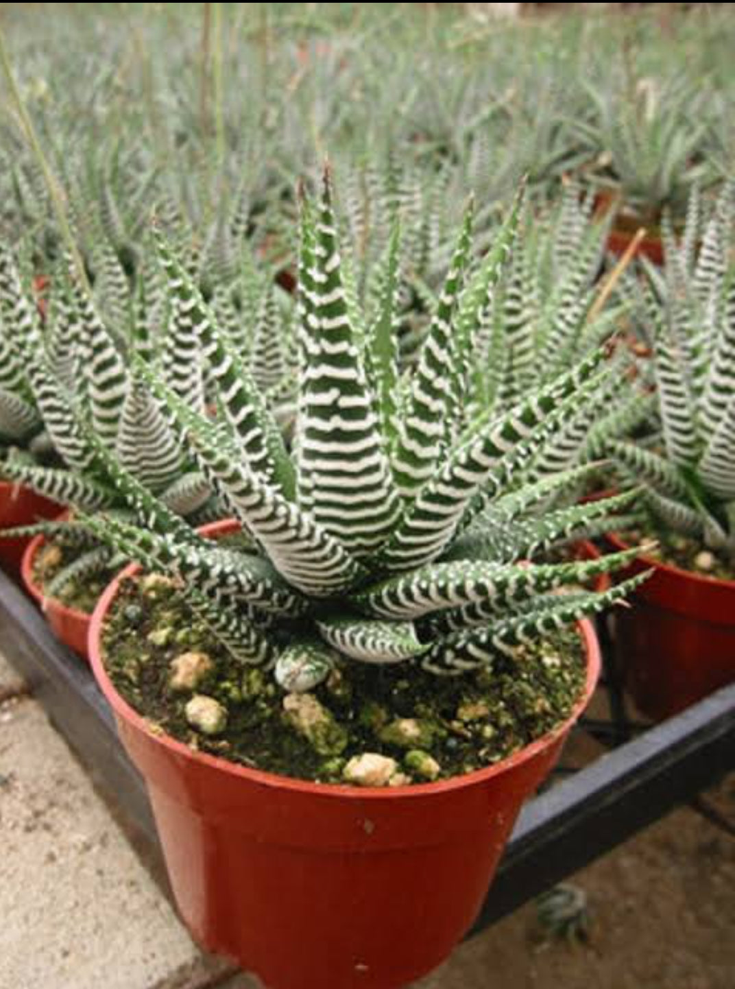 green and white striped succulent Haworthia Zebra plant (Succulent varity Indoor plants) – ASHIYANA STORE