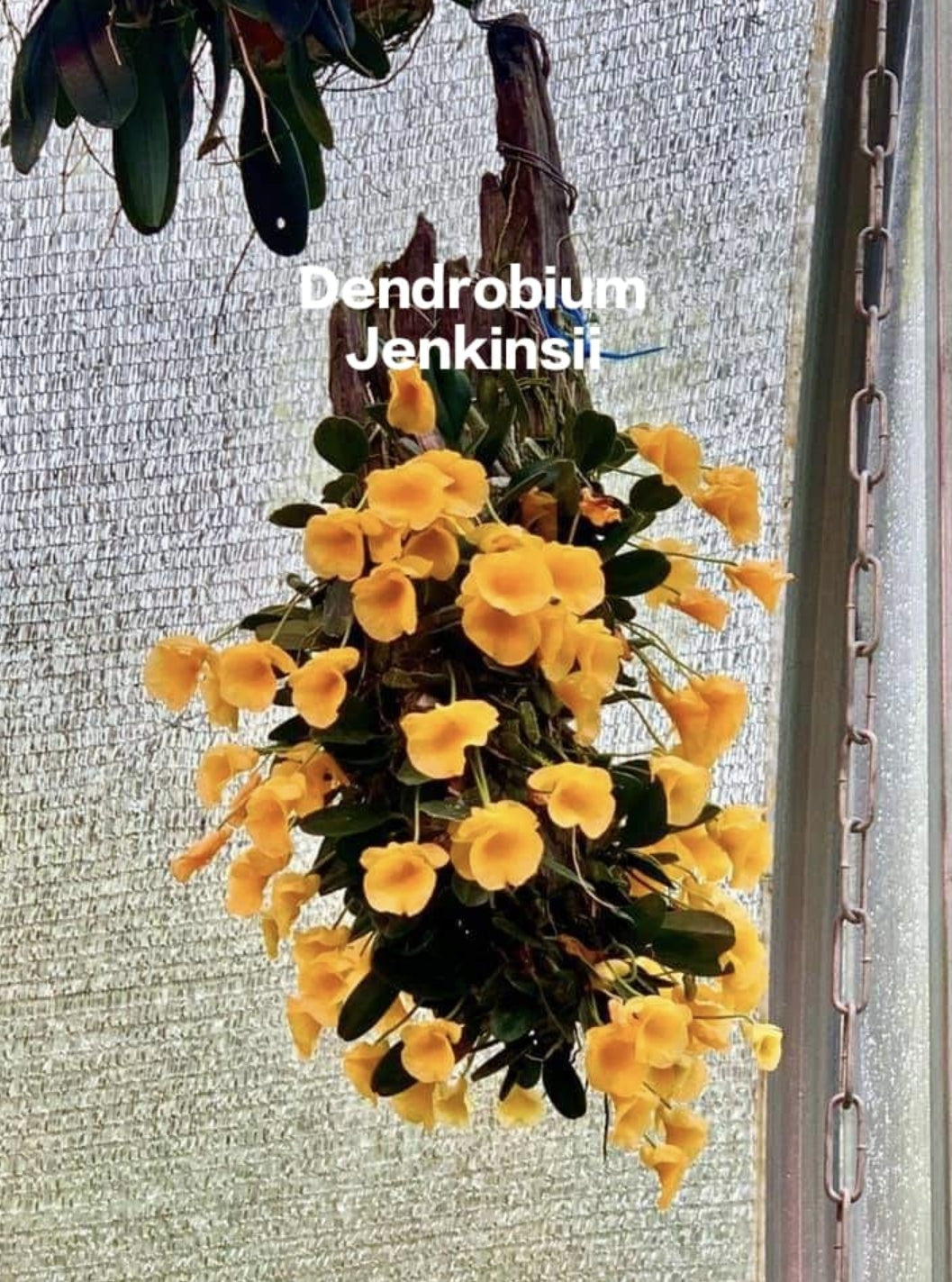 Dendrobium Jenkinsii