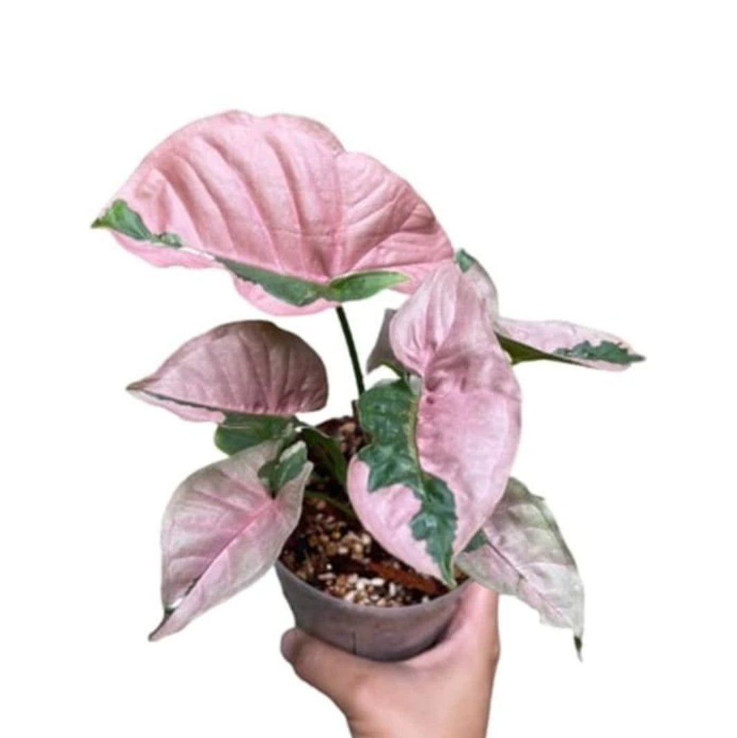 Syngonium Pink Lava - Rare plant Good
