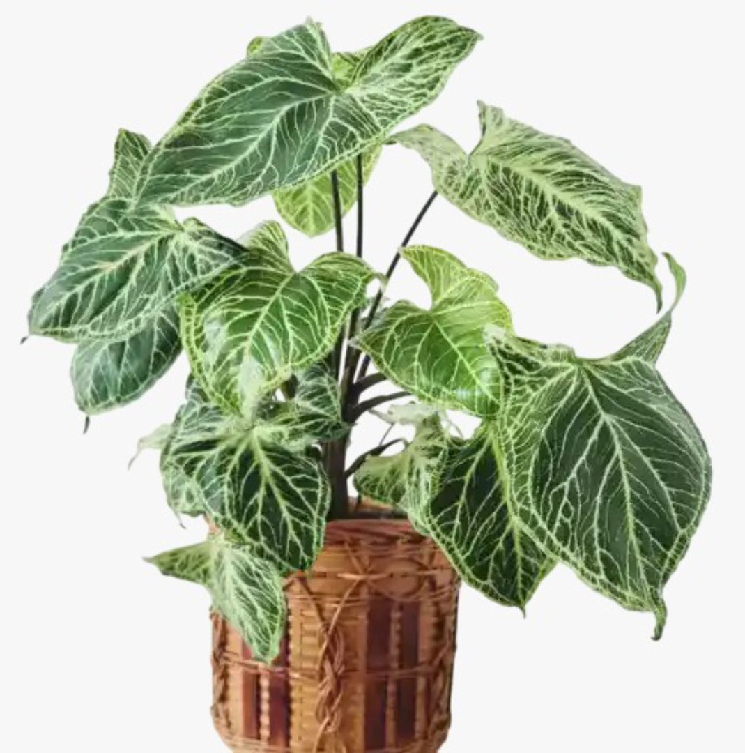 Syngonium Batik plant Good