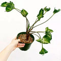 Syngonium Godzilla Rare - plant Good