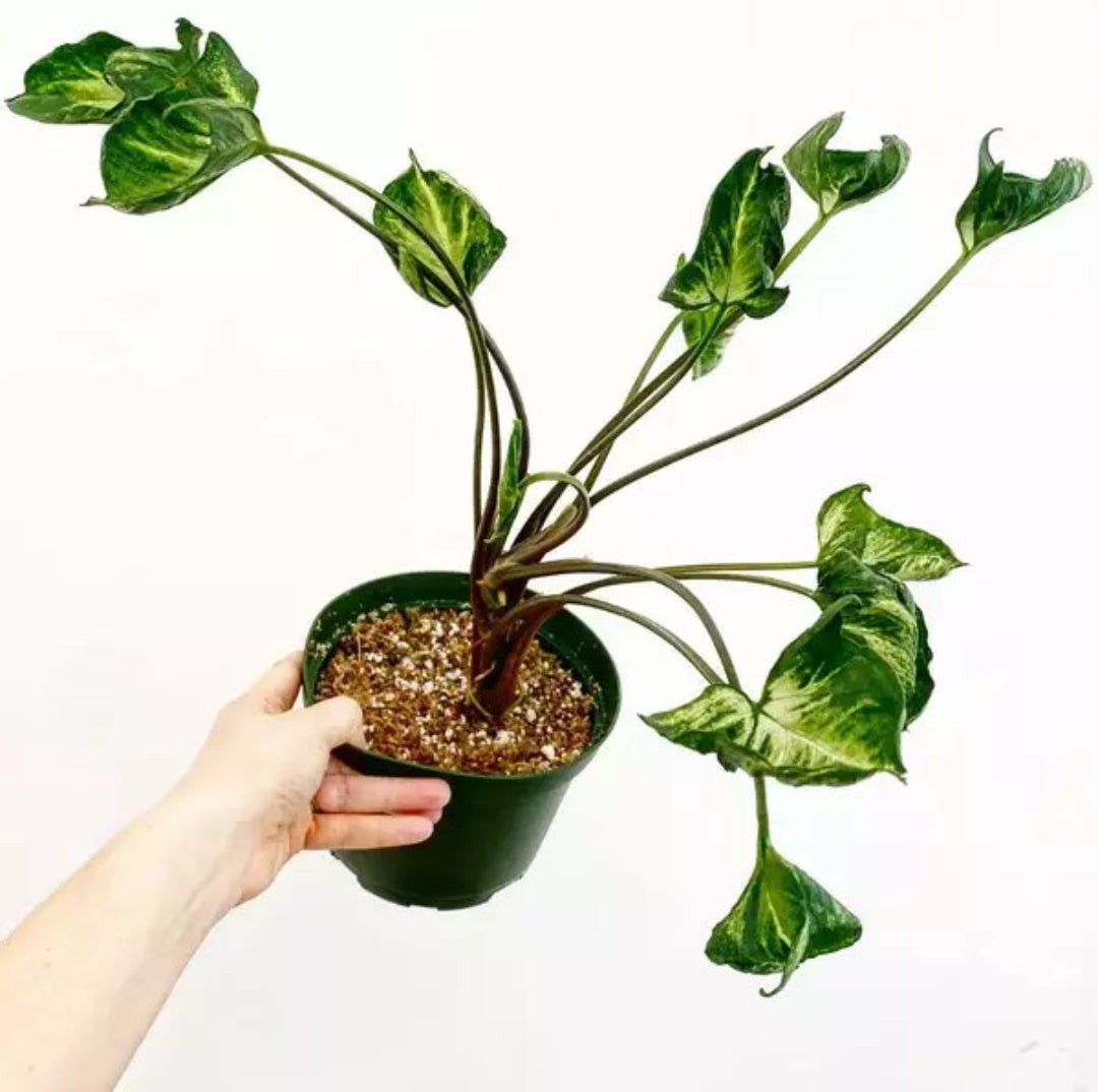 Syngonium Godzilla Rare - plant Good