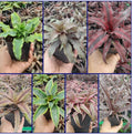 Cryptanthus Varieties (Pack of 7)
