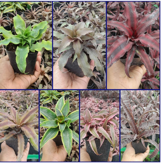 Cryptanthus Varieties (Pack of 7)