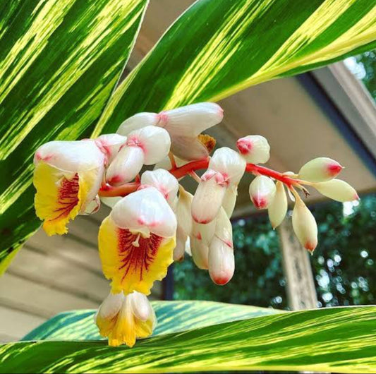 Shell Ginger Veriegated plant