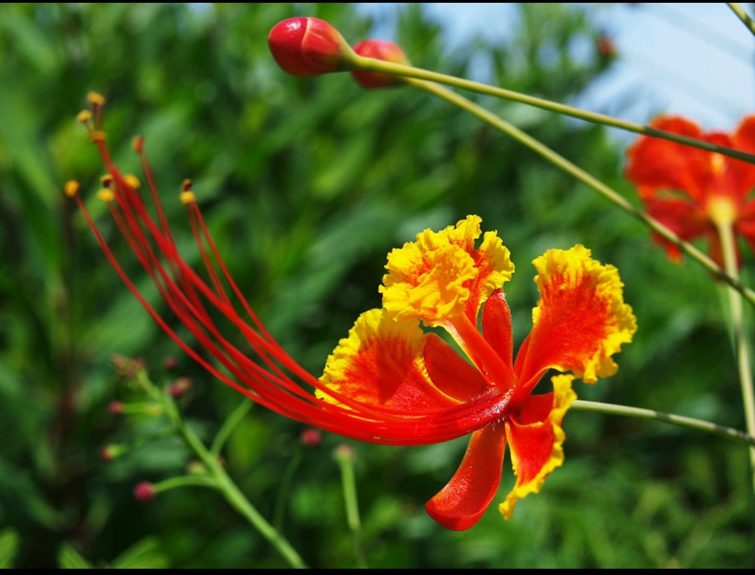 Rajamalli flowering tree plant