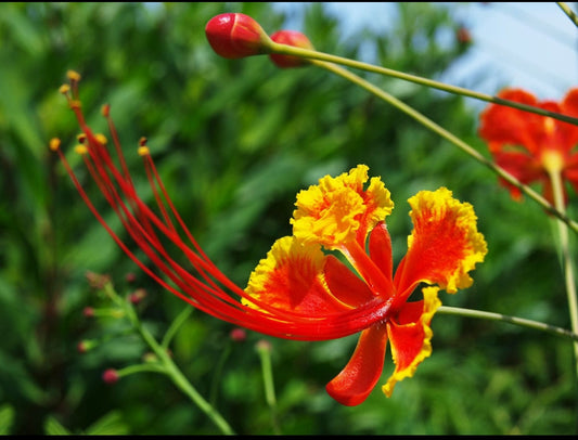 Rajamalli flowering tree plant