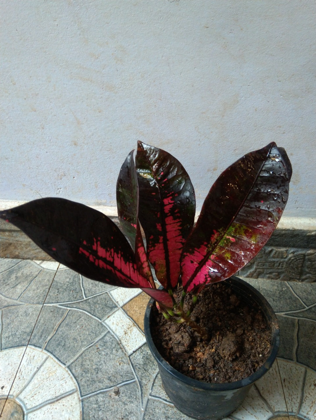 Mrs. Iceton (Outdoor Plant)