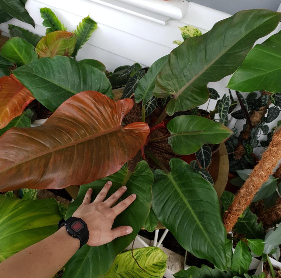 prince albert philodendron vs prince of orange Philodendron Prince Of Albert plant – ASHIYANA STORE