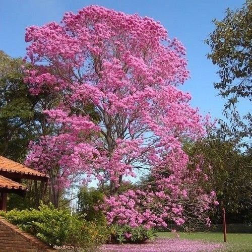 Tabebuia Rosea, Pink Poui live plant