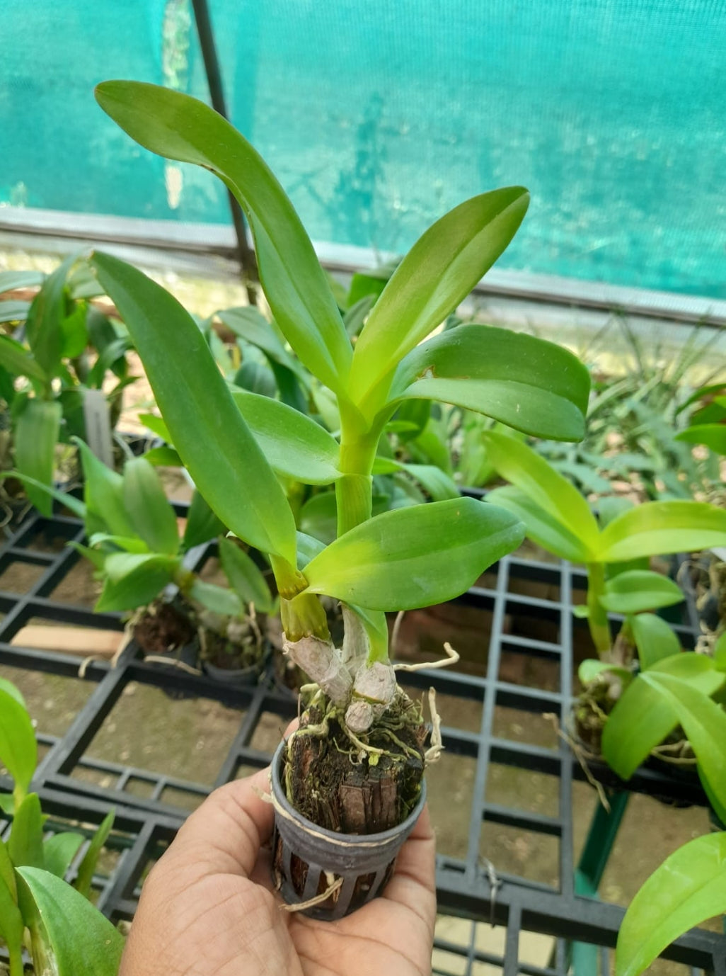 Dendrobium 12 Pop's Eye