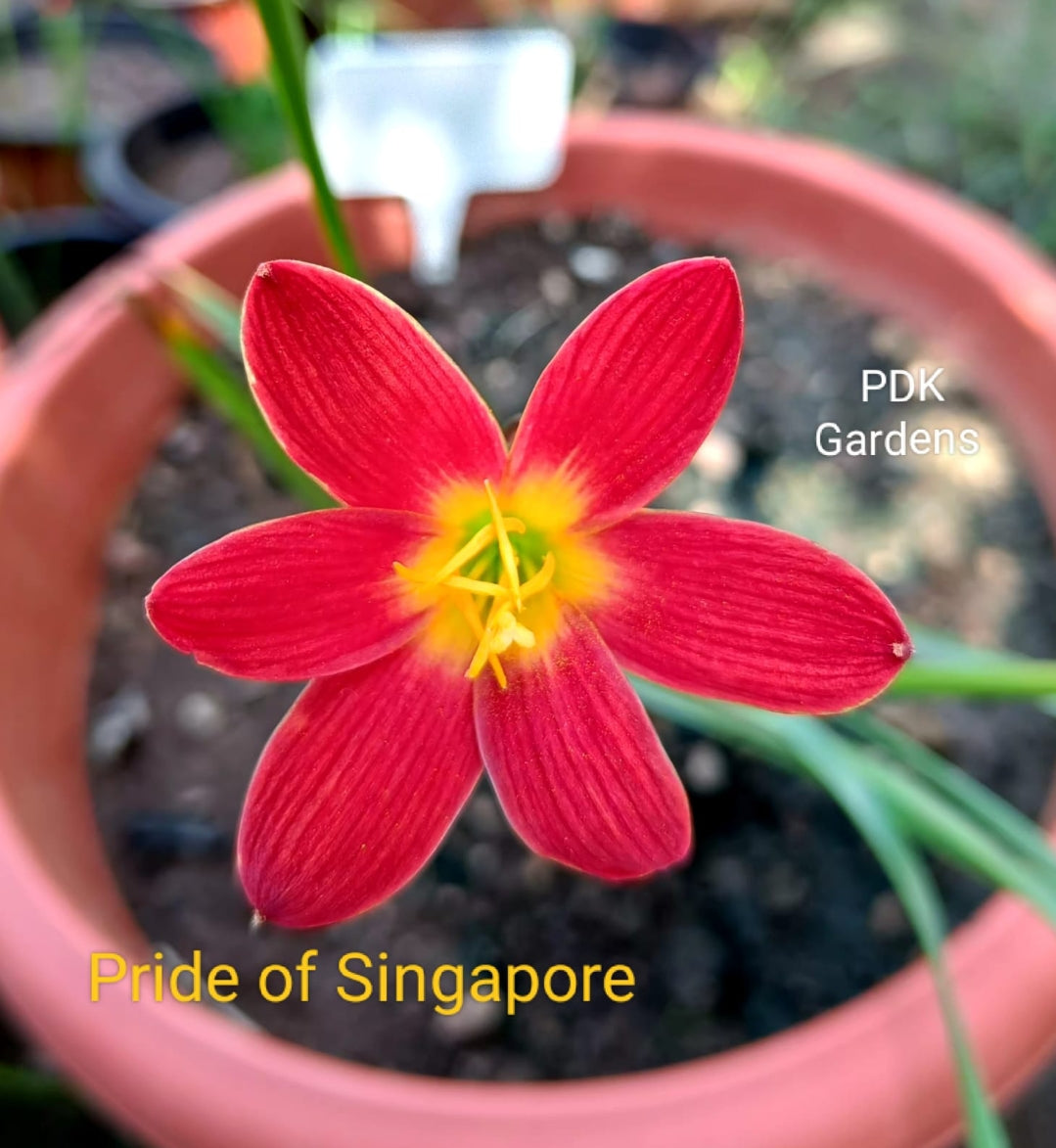 singapore lily flower Pride of Singapore rain Lily bulb – ASHIYANA STORE