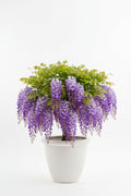 Purple wisteria plant