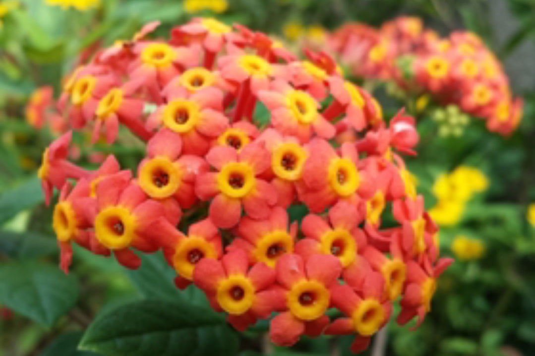 Rondeletia Odorata Shrub Plant | Fragrant Orange Cluster Flower Shrub