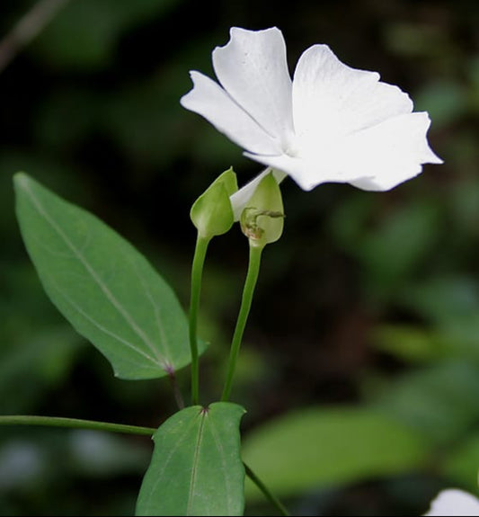Thunbergia Fragrance Plant | White Fragrant Creeper for Garden