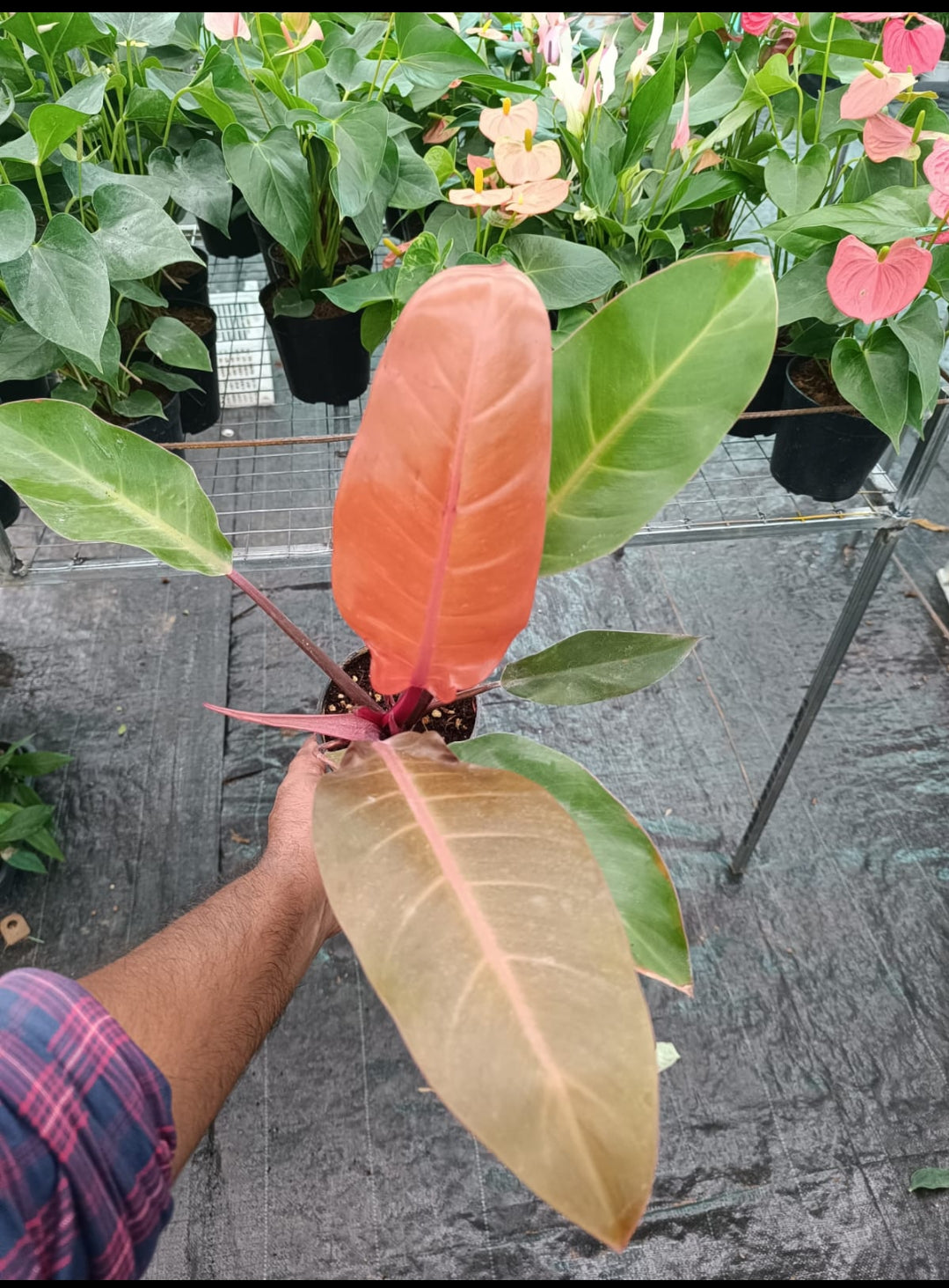 philodendron chocolate chip Philodendron Chocolate Cardinal plant – ASHIYANA STORE