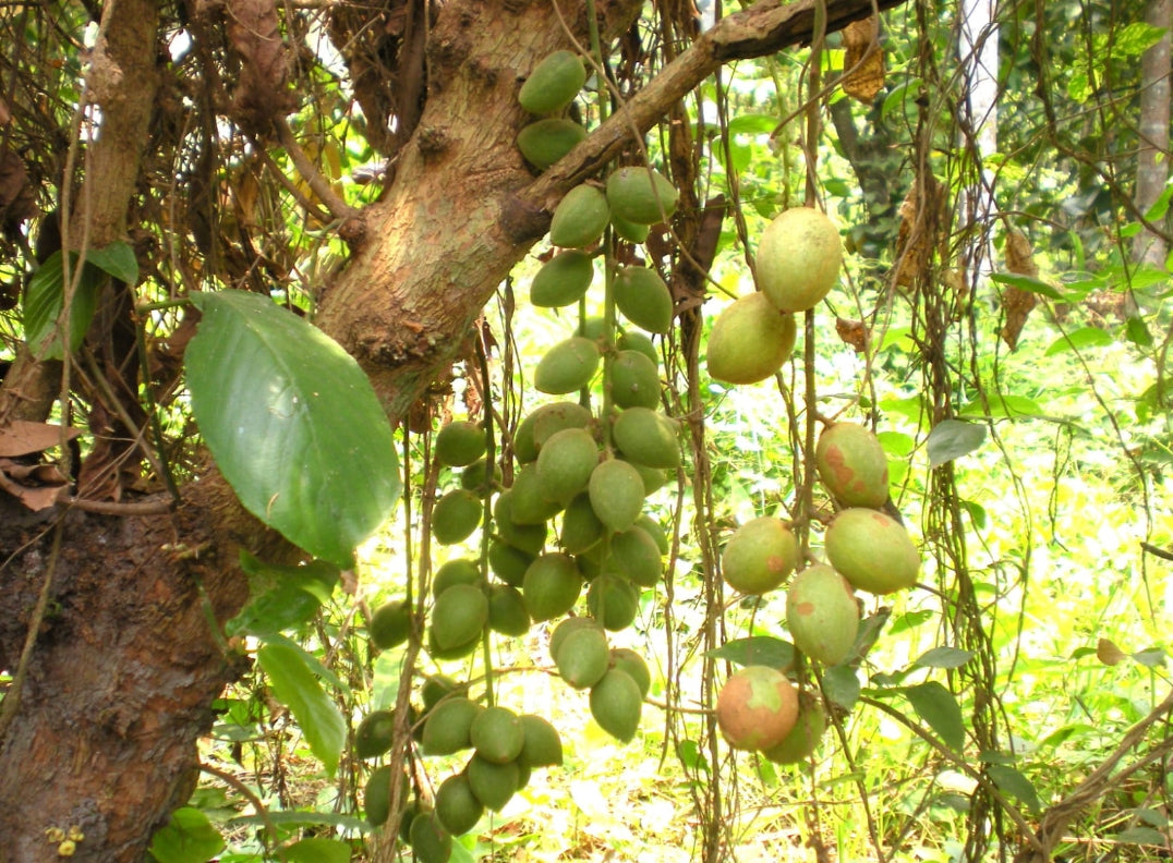 Burmese grapes fruit plant