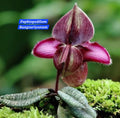 Paphiopedilum Rungsuriyanum blooming size (3 plant in a single pot)