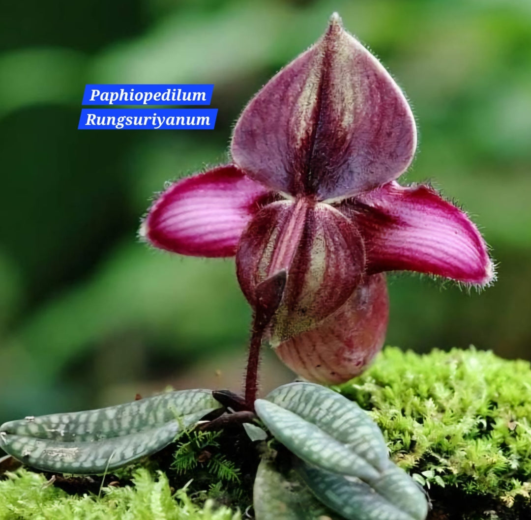 Paphiopedilum Rungsuriyanum blooming size (3 plant in a single pot)