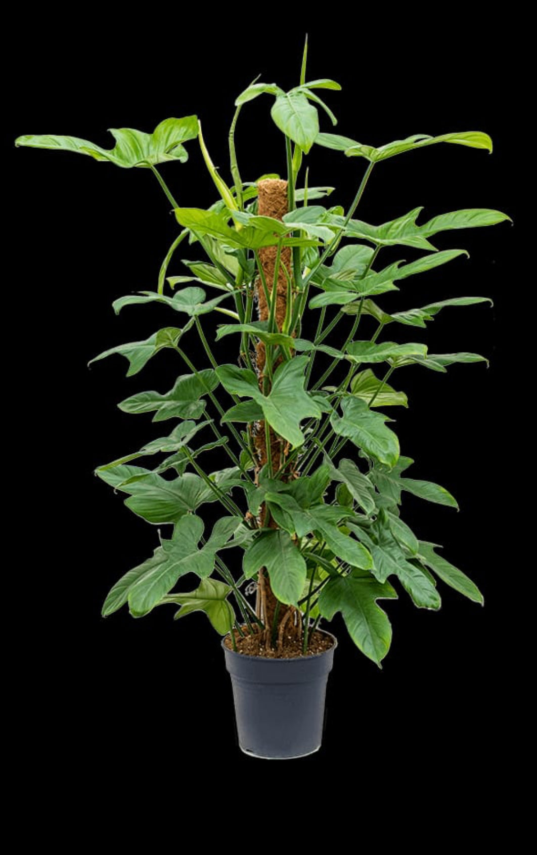 philodendron silver violin Philodendron silver violin plant| Indoor plants – ASHIYANA STORE