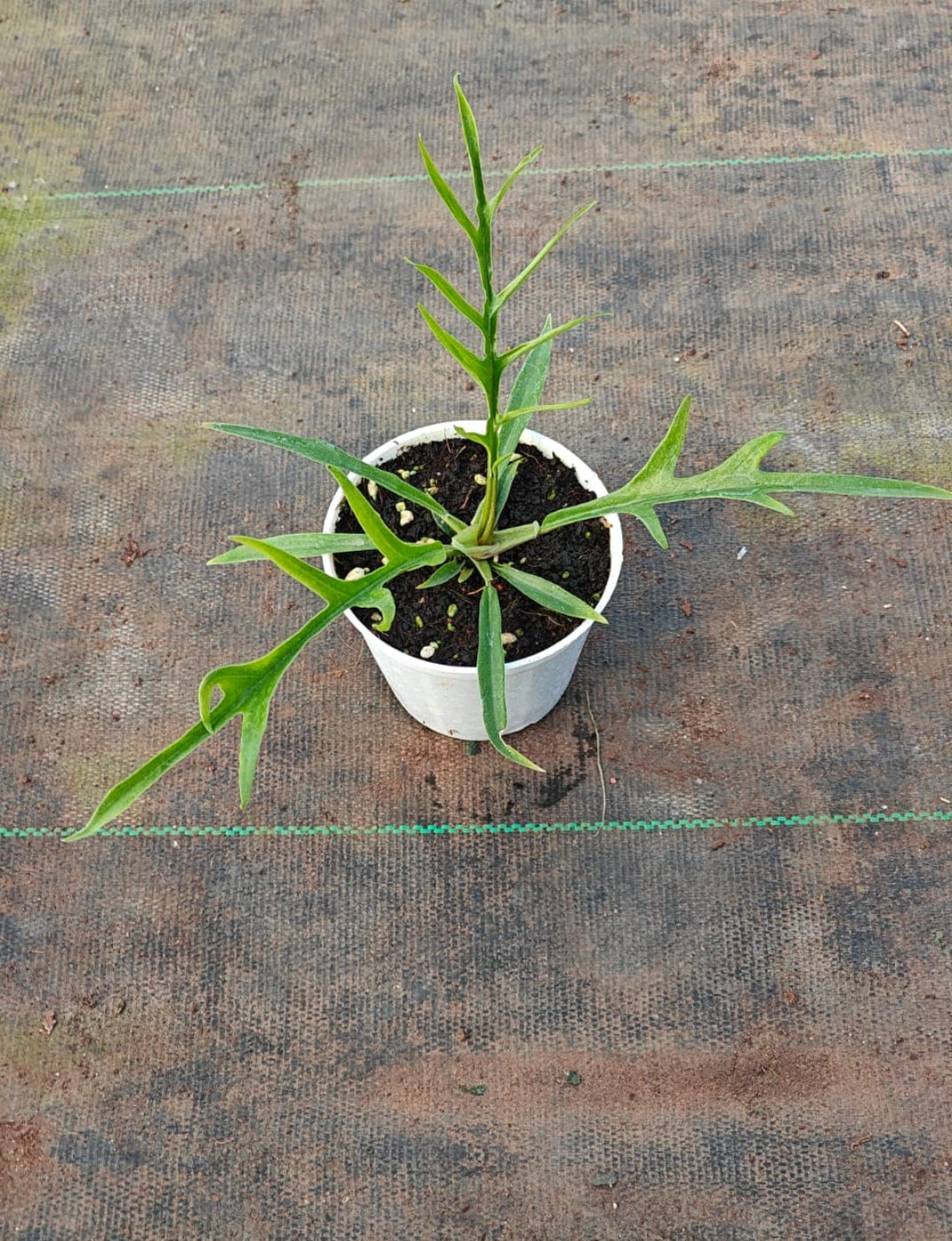 Philodendron Tortum plant