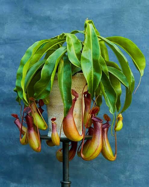 Nepenthes alata - Pitcher plant – Wild Willy's Plants and Flowers
